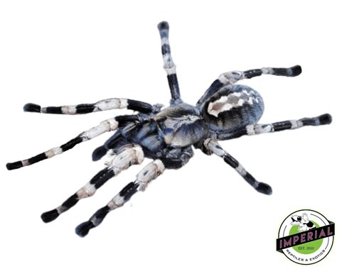 Bengal Spotted Ornamental Tarantula Poecilotheria Miranda For Sale