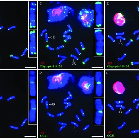 Fish Analysis Of Root Tip Metaphase Chromosomes Of Rye Kustro Using R