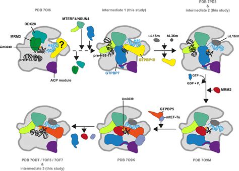 Model For H Maturation H Maturation Requires The Concerted Action