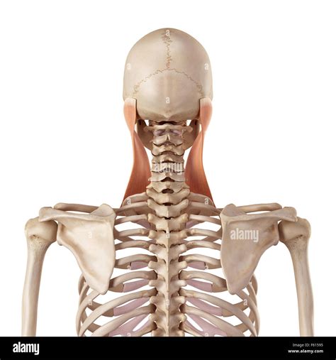 Sternocleidomastoid Muscle Hi Res Stock Photography And Images Alamy