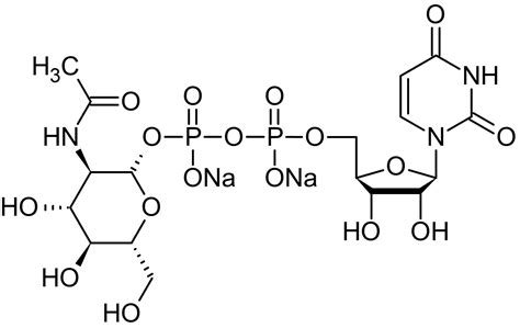 Uridine 5 Diphospho N Acetylglucosamine Sodium Salt，nucleoside