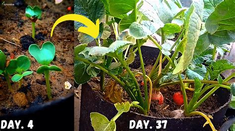 Growing Radishes In Pots Top Secrets For Successfully Growing