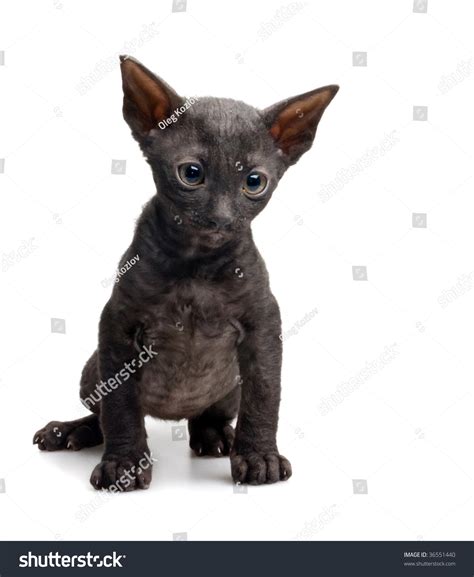 Sad Black Cornish Rex Kitten Isolated Foto De Stock 36551440 Shutterstock