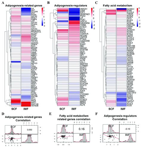 Comparison Of Adipogenesis Genes Of Imf And Scf Adipocytes Upon Lkb1