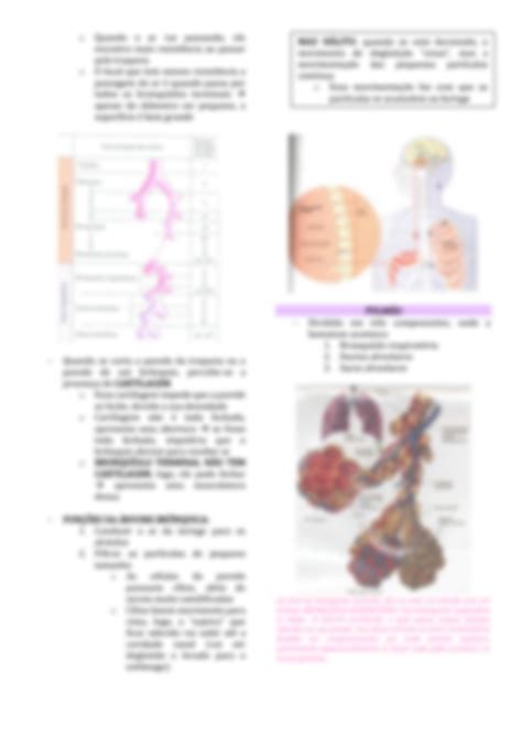 Solution Introdu O Fisiologia Respirat Ria Studypool