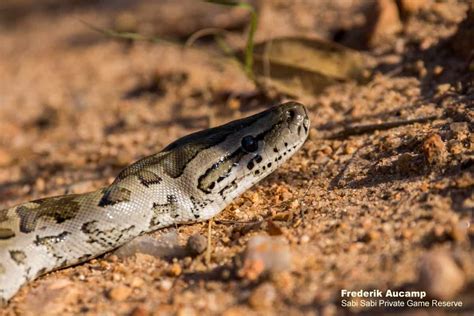 Southern African Rock Python | Sabi Sabi Private Game Reserve Blog