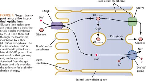 Sodium Glucose Transport