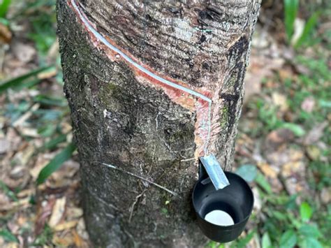 Borracha É Feito De Quê - Estrutura De Borracha Natural Processos Industriais E O Uso De