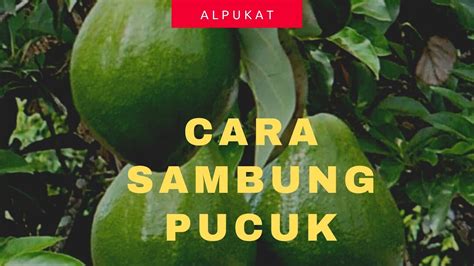 Cara Sambung Pucuk Alpukat Hasil Maksimal Youtube