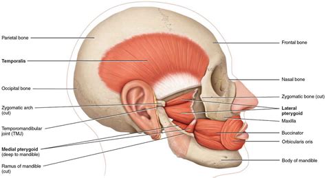 Mandible jaw bone anatomy, parts, function & mandible dislocation