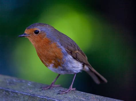 Robin Redbreast On A Fence Free Photo On Pixabay Pixabay