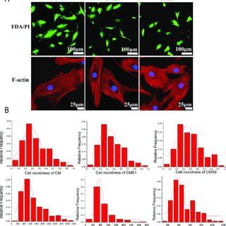 Cell Viability Obtained By FDA PI Staining For The BMSCs Encapsulated