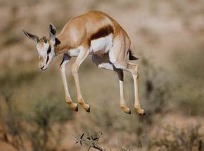 How do gazelles use body language? | HowStuffWorks