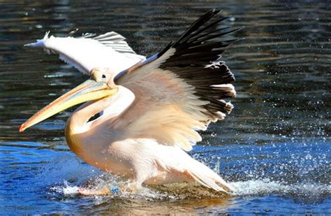 Pelican - Description, Habitat, Image, Diet, and Interesting Facts