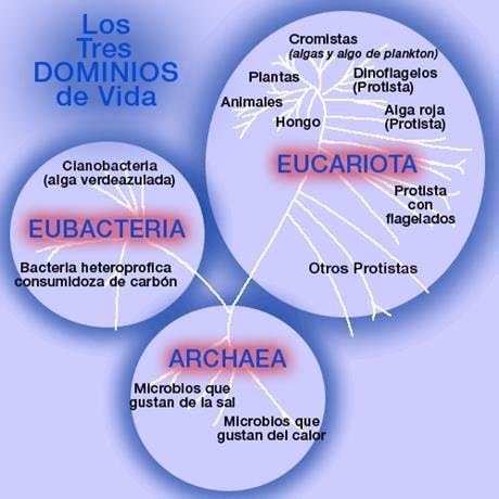 Los Tres Dominios De Carl R Woese Con Base En El An Lisis De