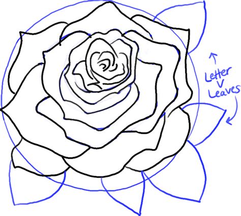 How to Draw Roses Opening in Full Bloom Step by Step Drawing Tutorial ...