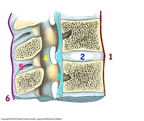 Apuntes Conexiones Ligamentos De Columna Vertebral