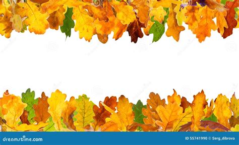 Autumn Oak Leaves Frame Stock Photo Image Of Design 55741990