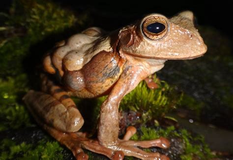 Rana marsupial Gastrotheca ovifera Foto J Celsa Señaris Download