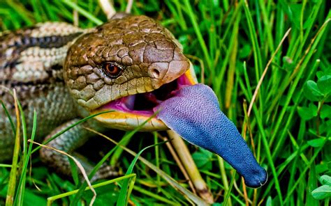 Blue Tongue Lizard Life Cycle