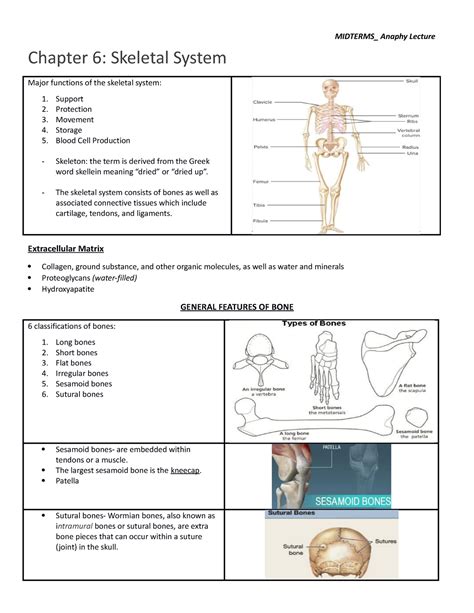 CHAP 6 Anaphy Chapter 6 Skeletal System Major