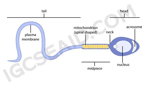 Nucleus Of The Sperm Cell Telegraph