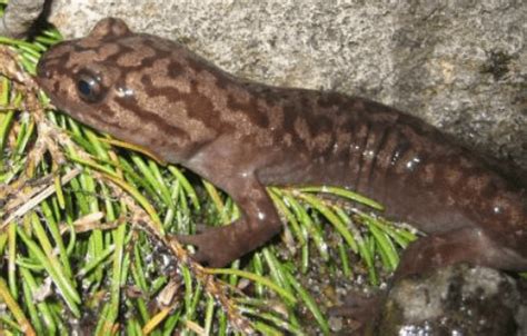 Pacific Giant Salamander Facts: They Secrete Toxin through Their Skin - Odd Facts