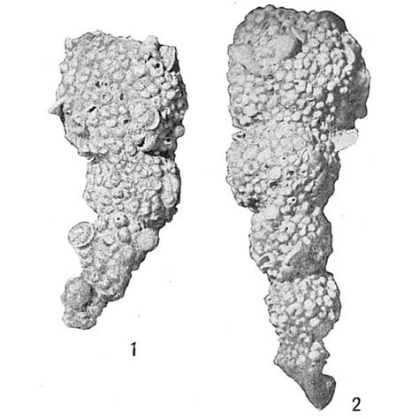 Reophax Agglutinatus Glomeratus Unknown None Recent Holocene Quaternary