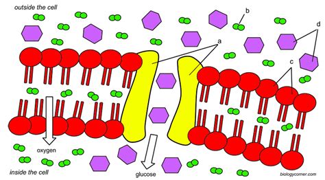 Cell Membrane And Transport Coloring Key By Biologycorner Tpt Riset