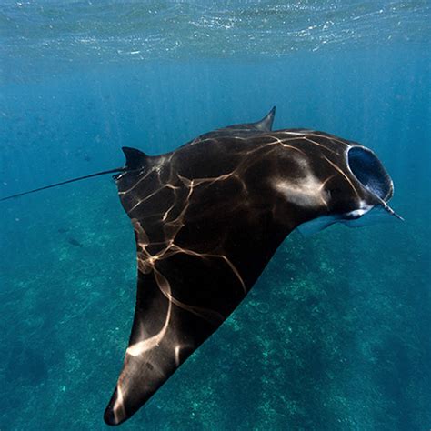 Manta Rays in Komodo : dive and snorkeling in manta point in Komodo islands