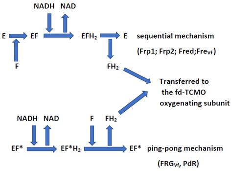 Microorganisms Free Full Text Inter Species Redox Coupling By Flavin Reductases And Fmn