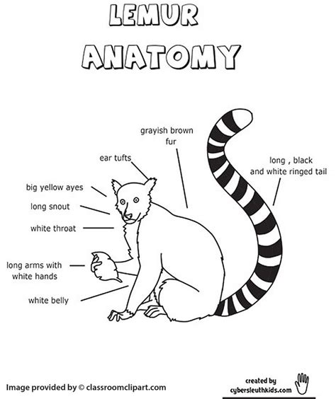 Lemur Anatomy Printout Worksheet