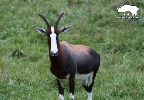 Bontebok