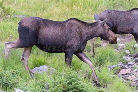 Moose in the Colorado Rocky Mountains. Cow Moose Defending Her Calf Stock Photo - Image of ...