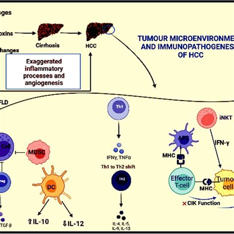 Schematic Illustration Depicting The Pathogenesis Of Hcc The