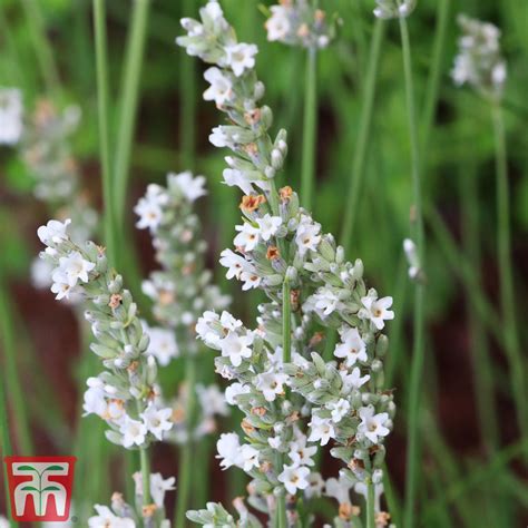 Lavender Angustifolia Arctic Snow Thompson And Morgan