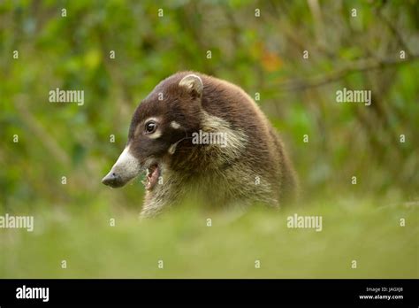 White-nosed Coatimundi (Nasua narica) portrait with mouth open showing ...