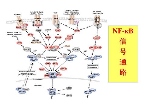 NFKB信号通路 word文档在线阅读与下载 无忧文档