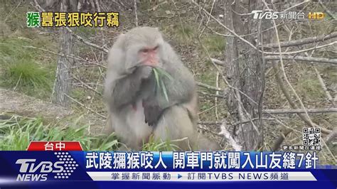 武陵獼猴咬人 開車門就闖入山友縫7針｜tvbs新聞 Youtube