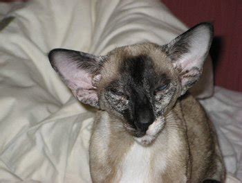 Tortie Point Siamese Cats Profile on Siamese Cat Breeder