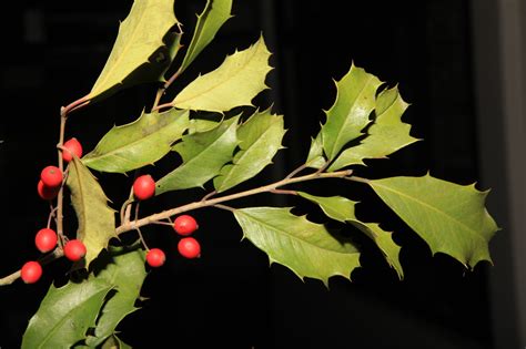 Genus Ilex How To Be A Holly