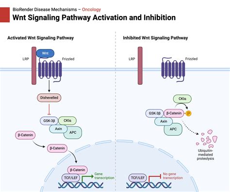 Wnt Signaling Pathway Activation And Inhibition BioRender Science