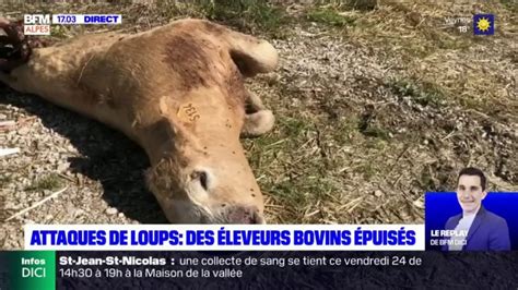 Alpes de Haute Provence des éleveurs bovins épuisés des attaques de loups