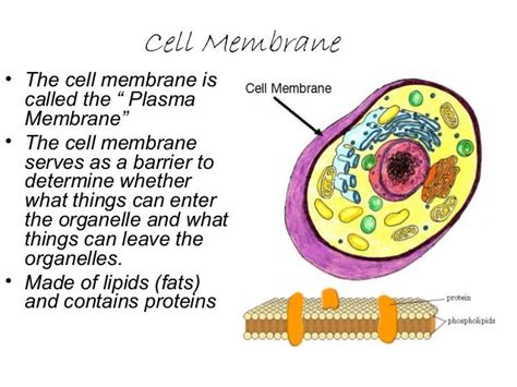 Animal Cell Membrane Made Of : #27 Summary of Cell membrane | Biology Notes for A level ...