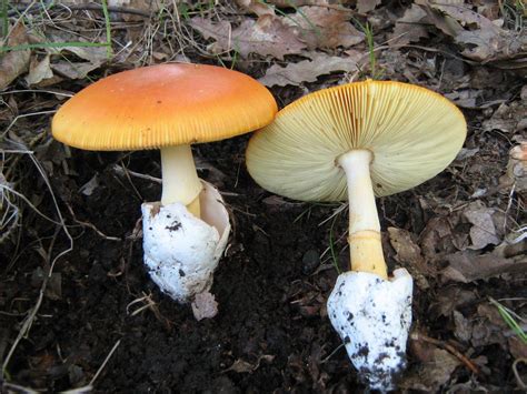 Amanita caesarea: The Ultimate Mushroom Guide