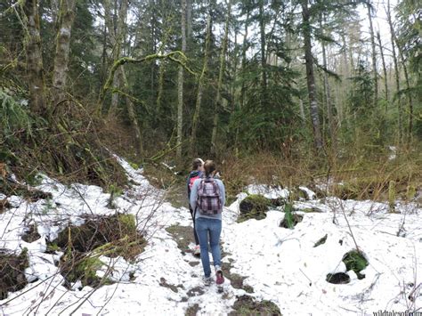 Seattle Area Spring Hiking Squak Mountain State Park Wildtalesof