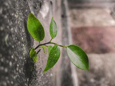 Planta Verde Que Crece En La Pared Sobre Un Fondo Borroso Foto De