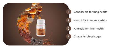 Quad Reishi Capsules Immune Booster