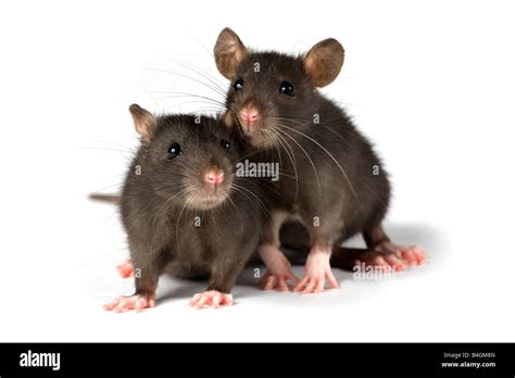 Rats Hi Res Stock Photography And Images Alamy