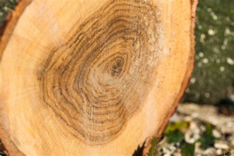 Freshly Cut Tree Trunk Section Stock Image Image Of Rings Ground